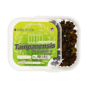 Tampanensis Magic Truffels Kopen