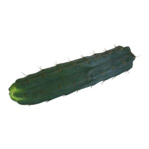 Cutting Bridgesii 25 - 29 cm Kopen